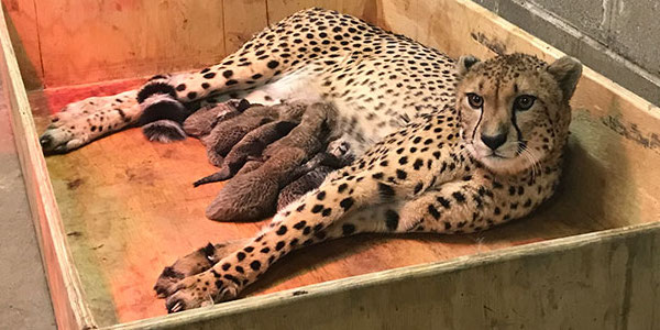 Record la o grădina zoologică, o femelă ghepard a născut opt pui