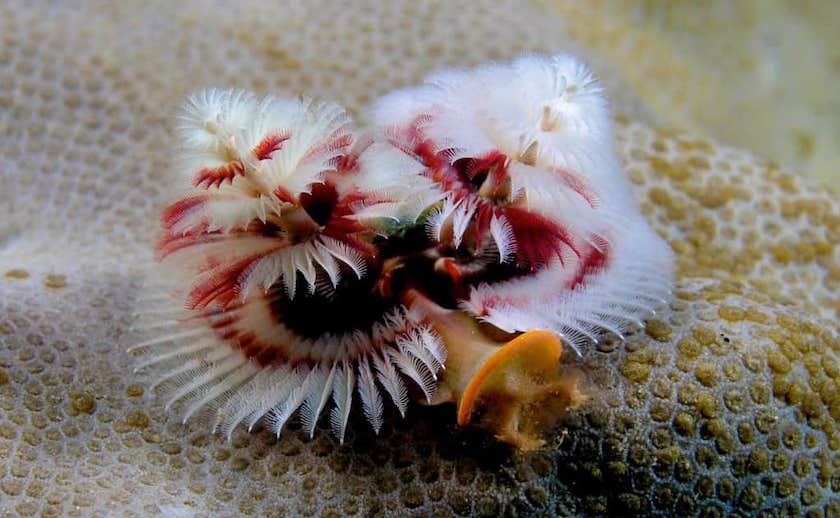 10 dintre cele mai nebune creaturi marine pe care le veți vedea vreodată