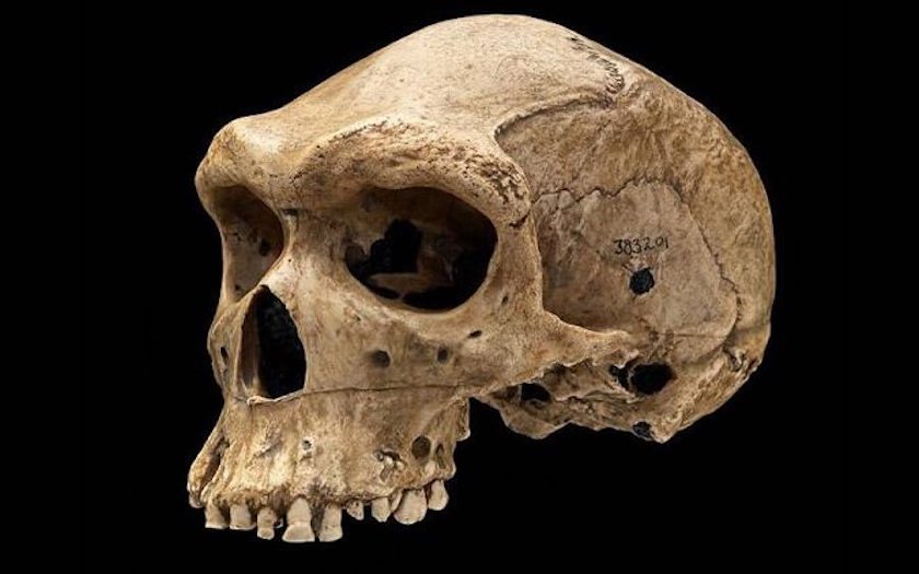 Enigma craniilor preistorice cu găuri ca de gloanțe